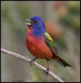 _8SB8371 painted bunting